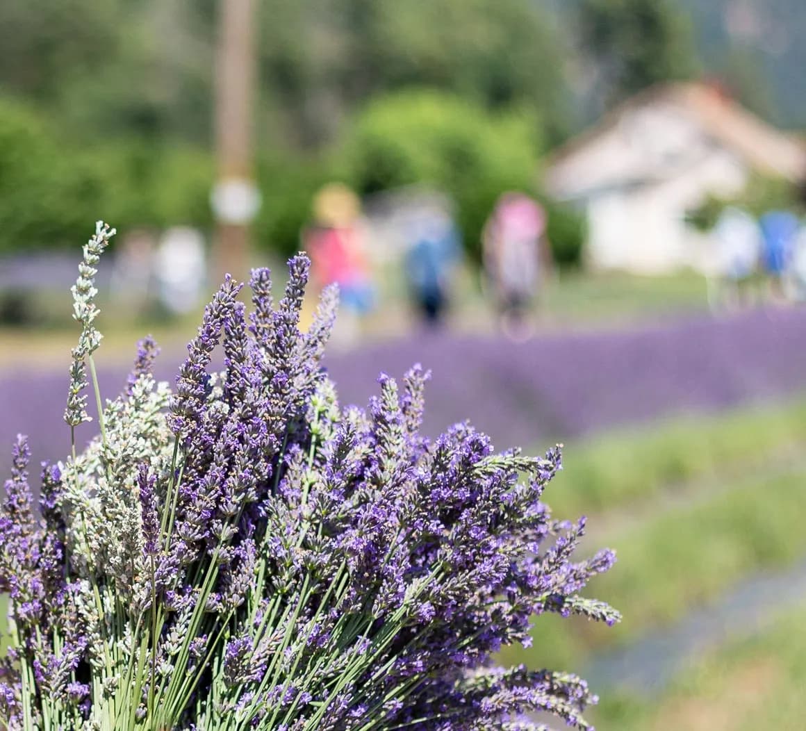 Lavender Festival at Growing Miracles Lavender Garden in Roseburg Oregon where Wailani Shave Ice will serve shave ice creations